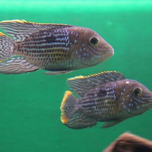 Green terror - Aequidens rivulatus