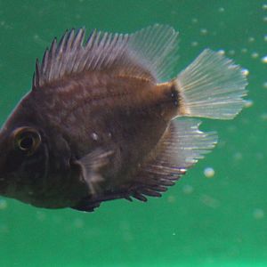 Uaru amphlacanthoides