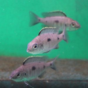 Copadichromis azureus