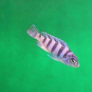 Pseudotropheus lombardoi