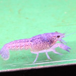 Freshwater crayfish ID