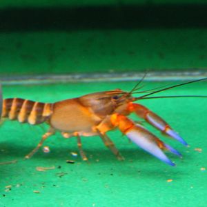 'Zebra' crayfish