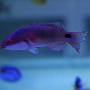 Cirrhilabrus exquisitus