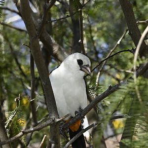 White Headed Buffalo Weaver