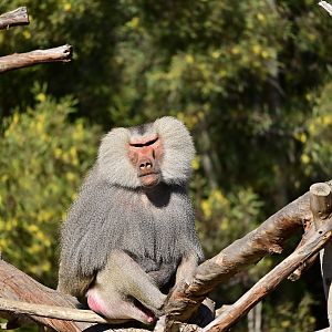 Hamadryas Baboon