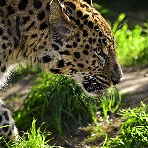 Amur Leopard