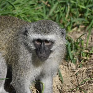 Vervet Monkey