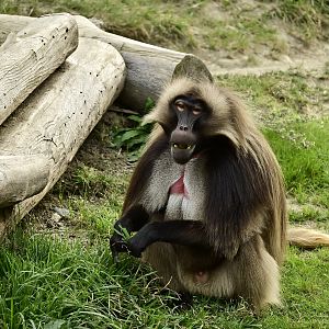 Gelada