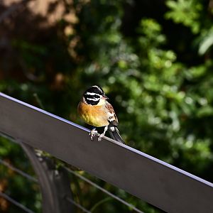 Golden Breasted Bunting