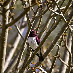 Violet Backed Starling