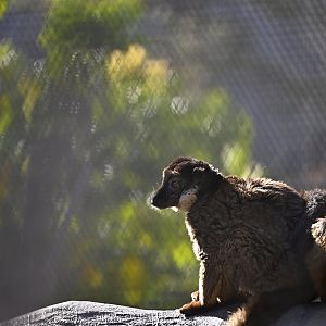 Red Collared Lemurs