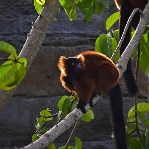 Red Ruffed Lemur