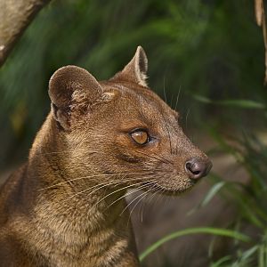 Fossa