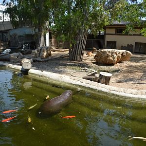 Exhibit for pygmy hippopotamus, Kafue lechwes and Mute swans