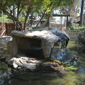Outdoor-exhibit for Yacare caimans
