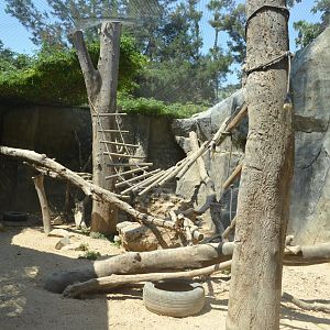 Wedge-capped capuchin exhibit