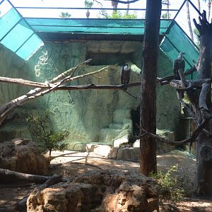 Aviary for Eurasian griffon vultures