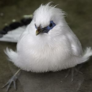 Rothschild's mynah in the bath