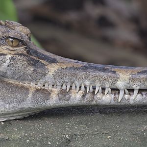 Tomistoma