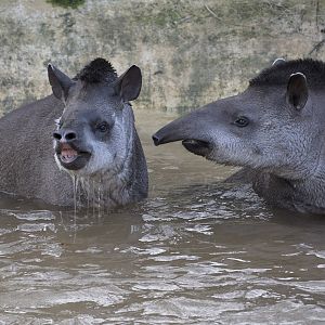 Excited tapirs
