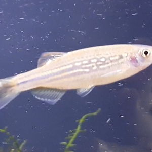 Danio meghalayensis