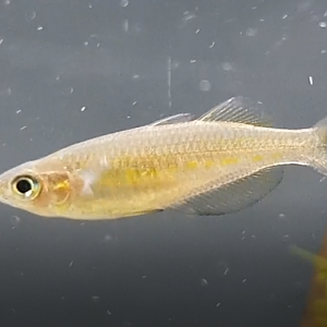 Fish ID ( rainbowfish-species ? )