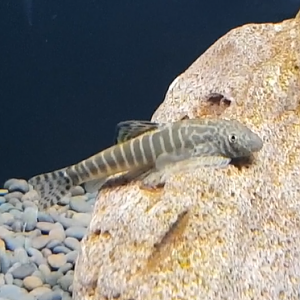 Pseudogastromyzon fasciatus