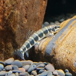 Serpenticobitis octozona