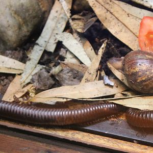 Millipedes and African giant snail