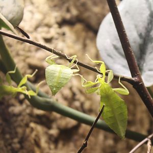 Leaf insects