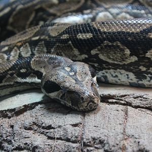 Boa constrictor