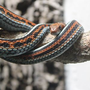 San Fransisco garter snake