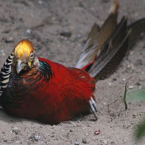 Golden pheasant - male