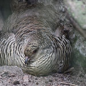 Golden pheasant - female