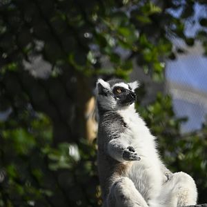 Ring Tailed Lemur