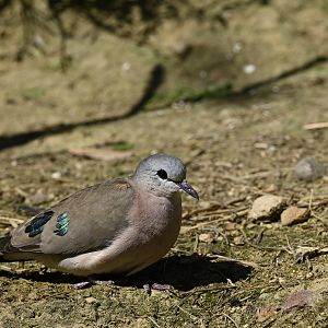 Emerald Spotted Wood Dove