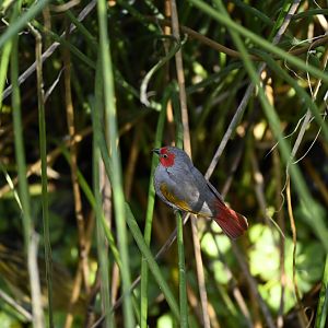 Yellow Winged Pytilia