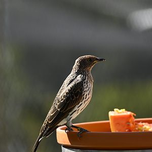 Violet Backed Starling