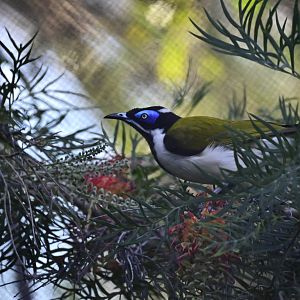 Blue Faced Honeyeater