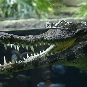 African Slender Snouted Crocodile