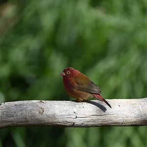 Red Billed Firefinch
