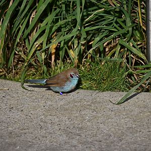 Red Cheeked Cordon Bleu
