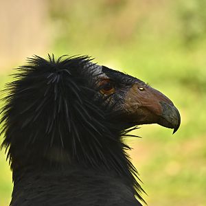 California Condor