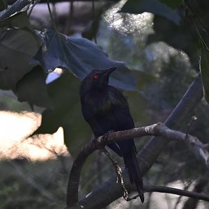 Metallic Starling