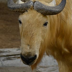 Golden Takin