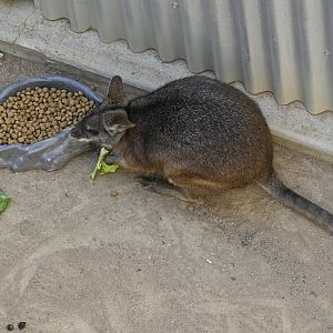 Parma Wallaby