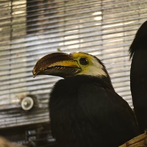 Sulawesi Hornbill