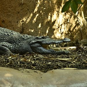 Siamese Crocodile
