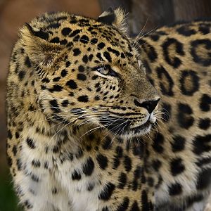 Amur Leopard