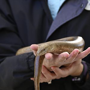 European Legless Lizard